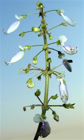  Inflorescence